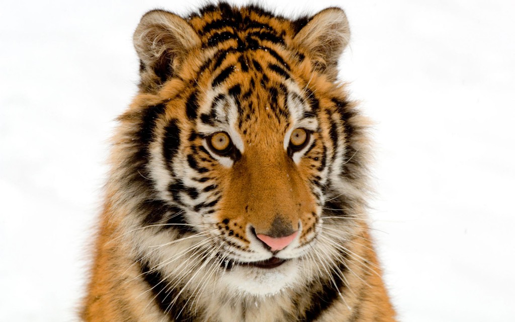 tigre fondo de pantalla hd,tigre,tigre de bengala,fauna silvestre,tigre siberiano,felidae