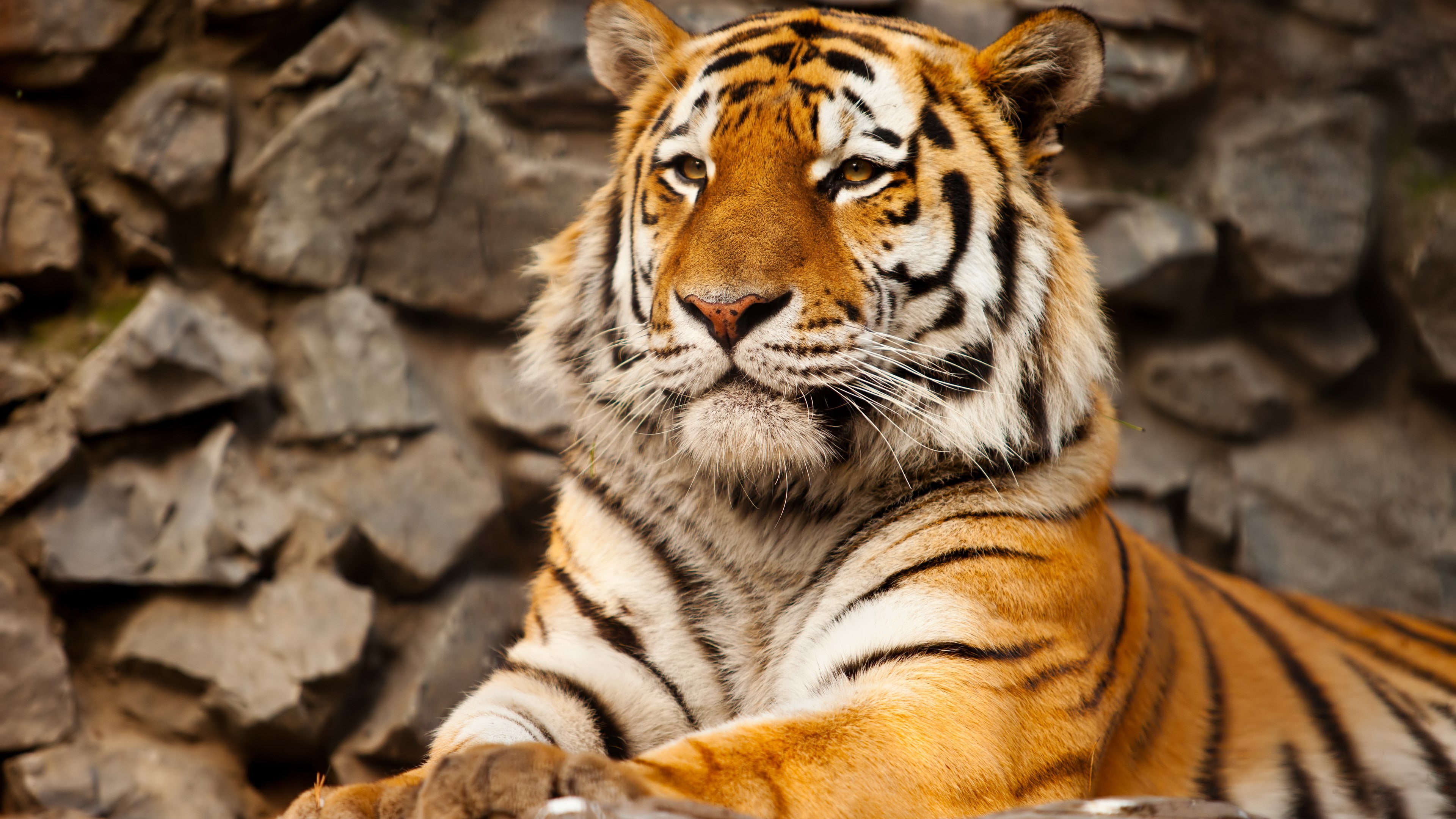 tiger hd wallpaper,tiger,mammal,wildlife,terrestrial animal,vertebrate