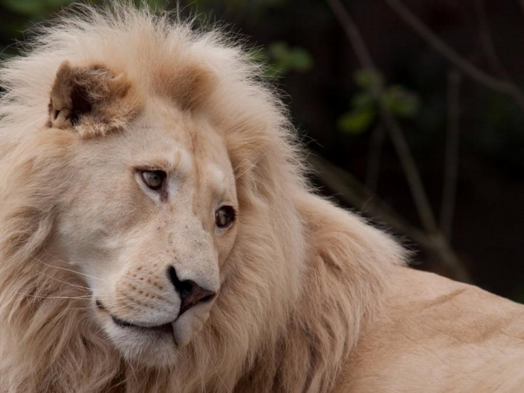 lion hd fond d'écran,lion,cheveux,lion masai,félidés,faune