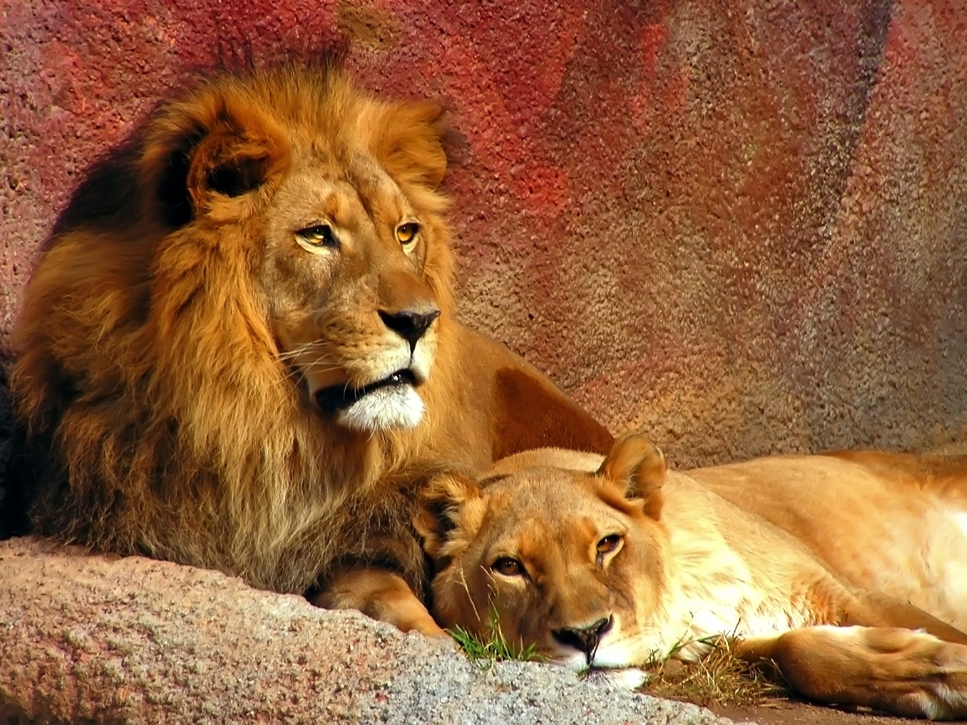 lion hd fond d'écran,lion,faune,animal terrestre,lion masai,félidés