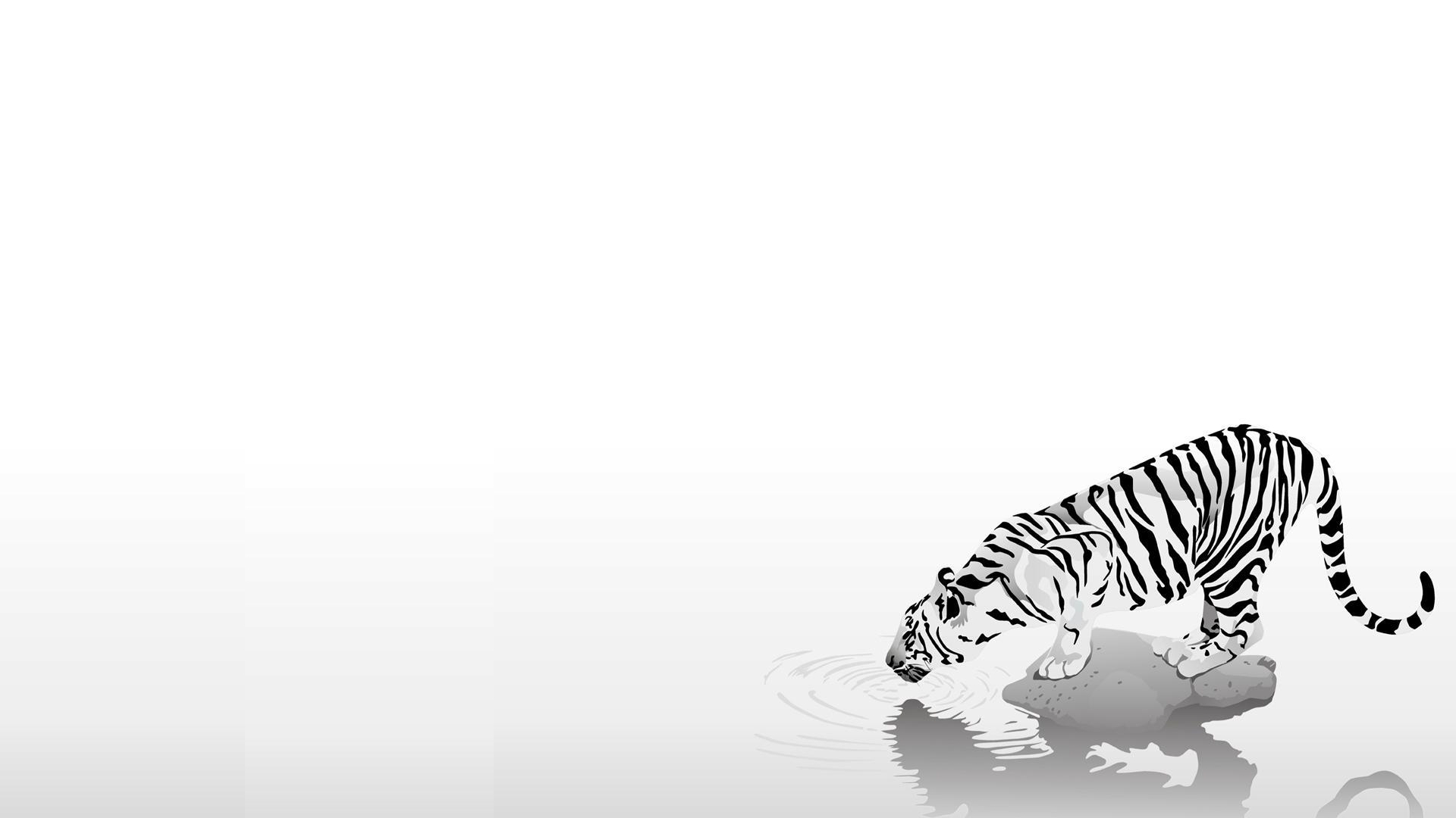 虎のhdの壁紙,白い,野生動物,黒と白,鼻,ネコ科