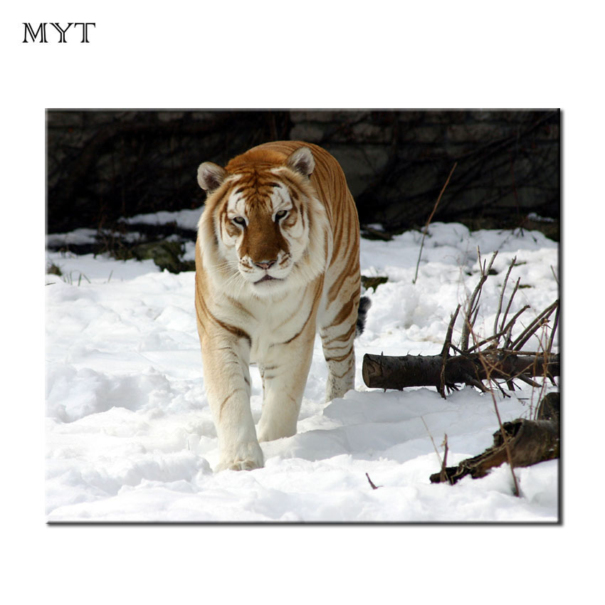 tiger hd wallpaper,tiger,bengalischer tiger,tierwelt,sibirischer tiger,felidae