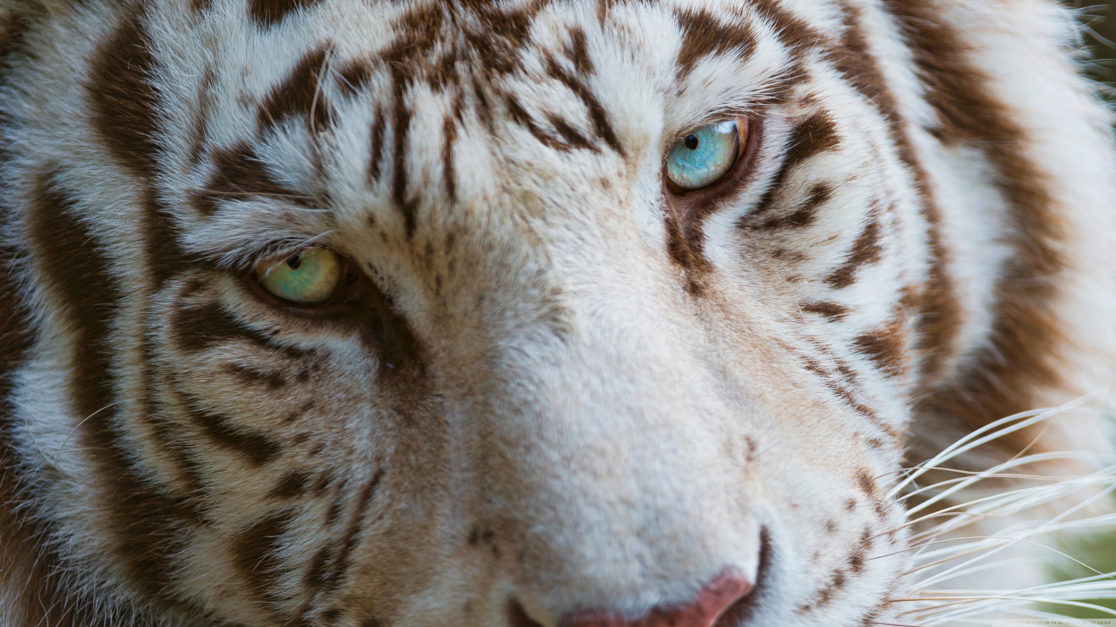 tigre fond d'écran hd,animal terrestre,tigre du bengale,tigre,faune,félidés