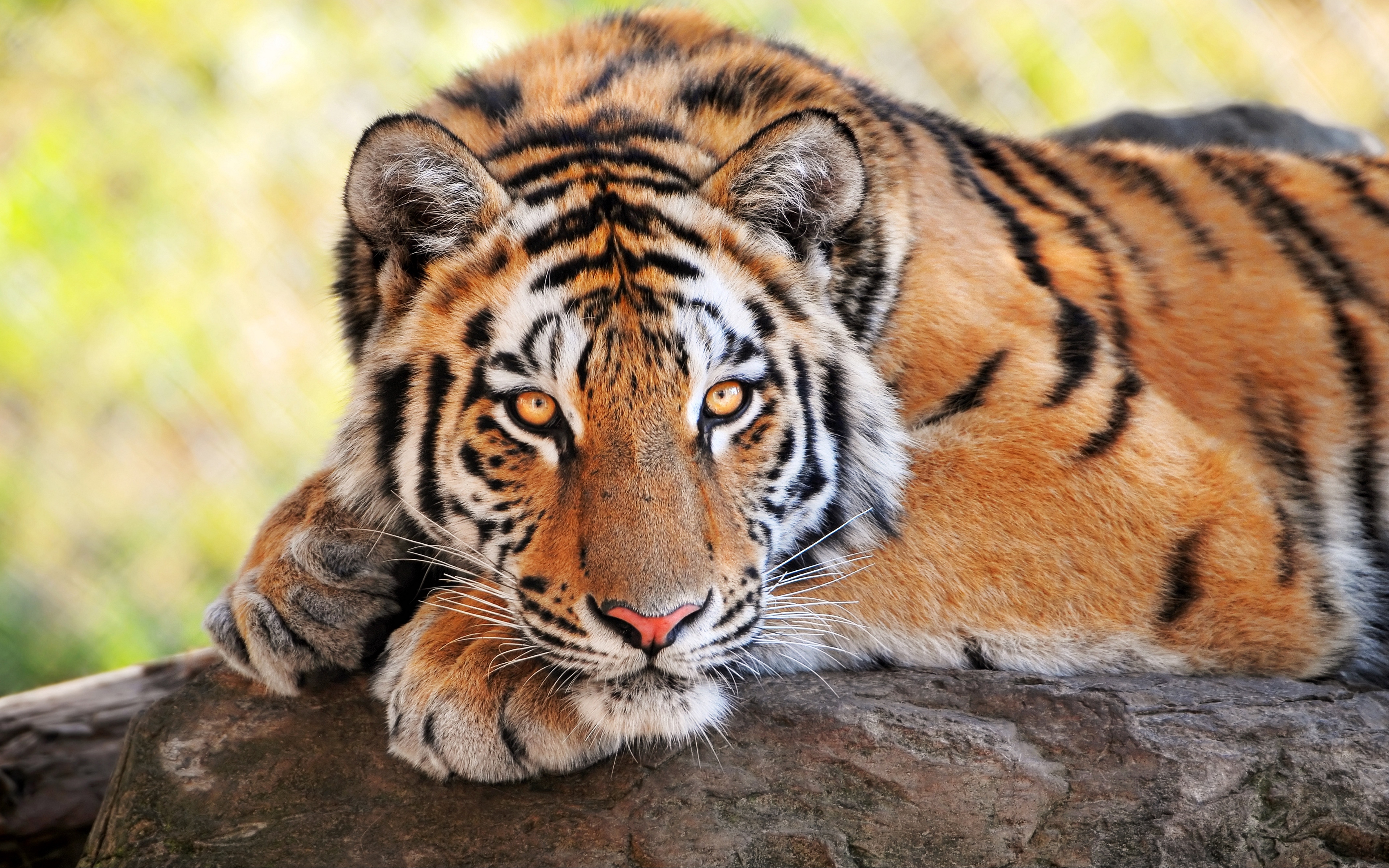 tiger hd wallpaper,tiger,wildlife,mammal,terrestrial animal,vertebrate