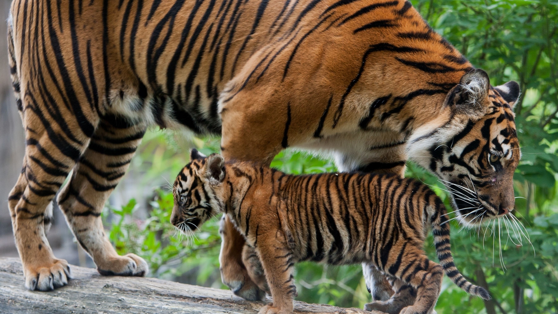 tiger hd wallpaper,tiger,landtier,tierwelt,bengalischer tiger,sibirischer tiger