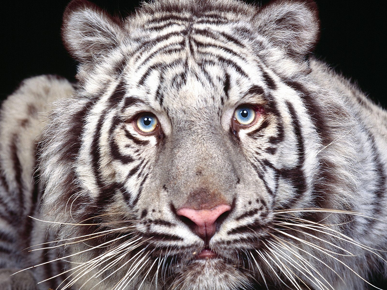 tigre fond d'écran hd,tigre,tigre du bengale,faune,animal terrestre,moustaches