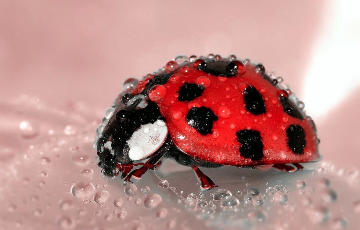 live wallpaper hd,coccinella,insetto,rosso,scarafaggio,macrofotografia