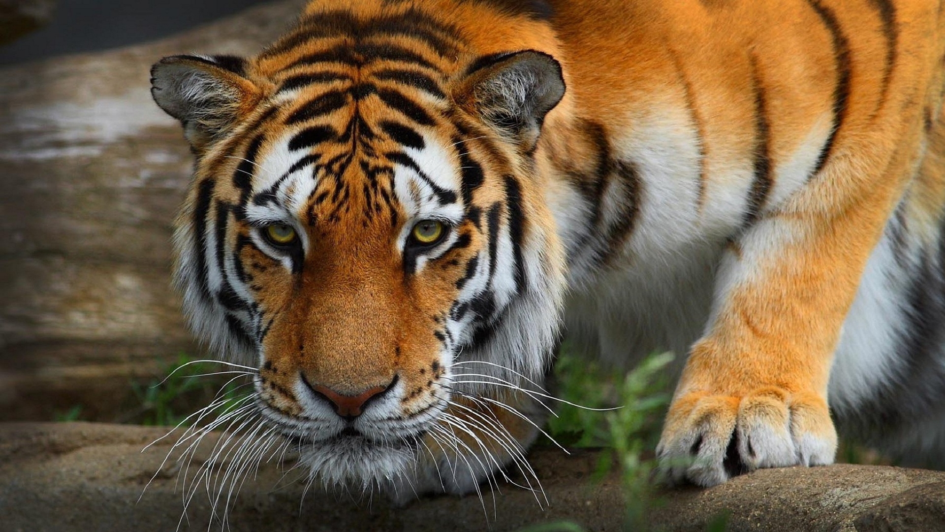 tiger hd wallpaper,tiger,wildlife,mammal,vertebrate,terrestrial animal