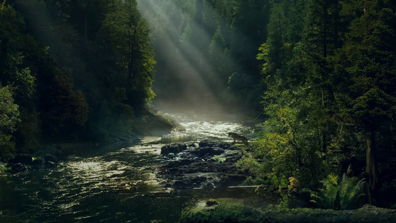 ライブ壁紙のhd,自然の風景,自然,水資源,森林,水