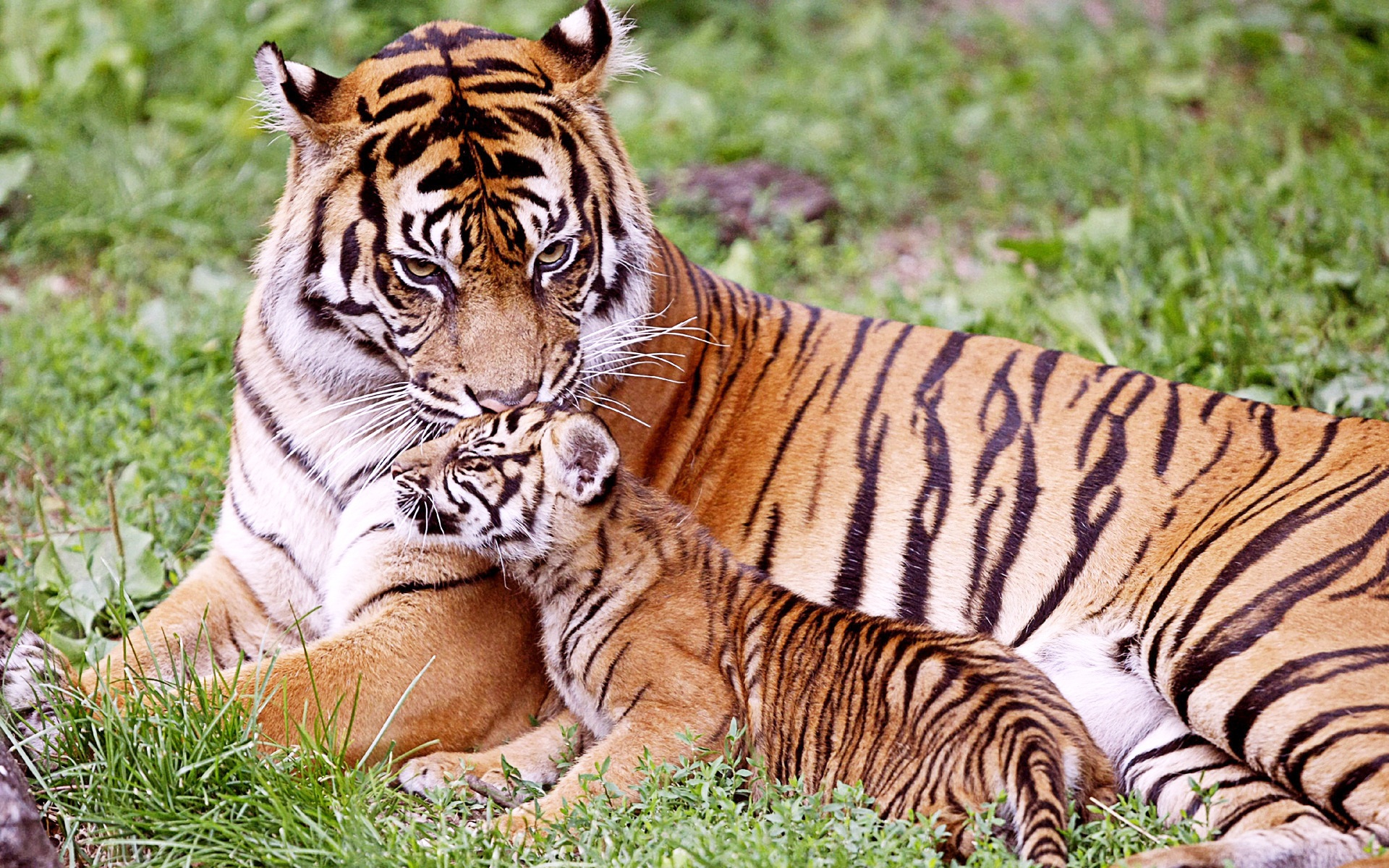 tiger hd wallpaper,tiger,terrestrial animal,mammal,wildlife,vertebrate