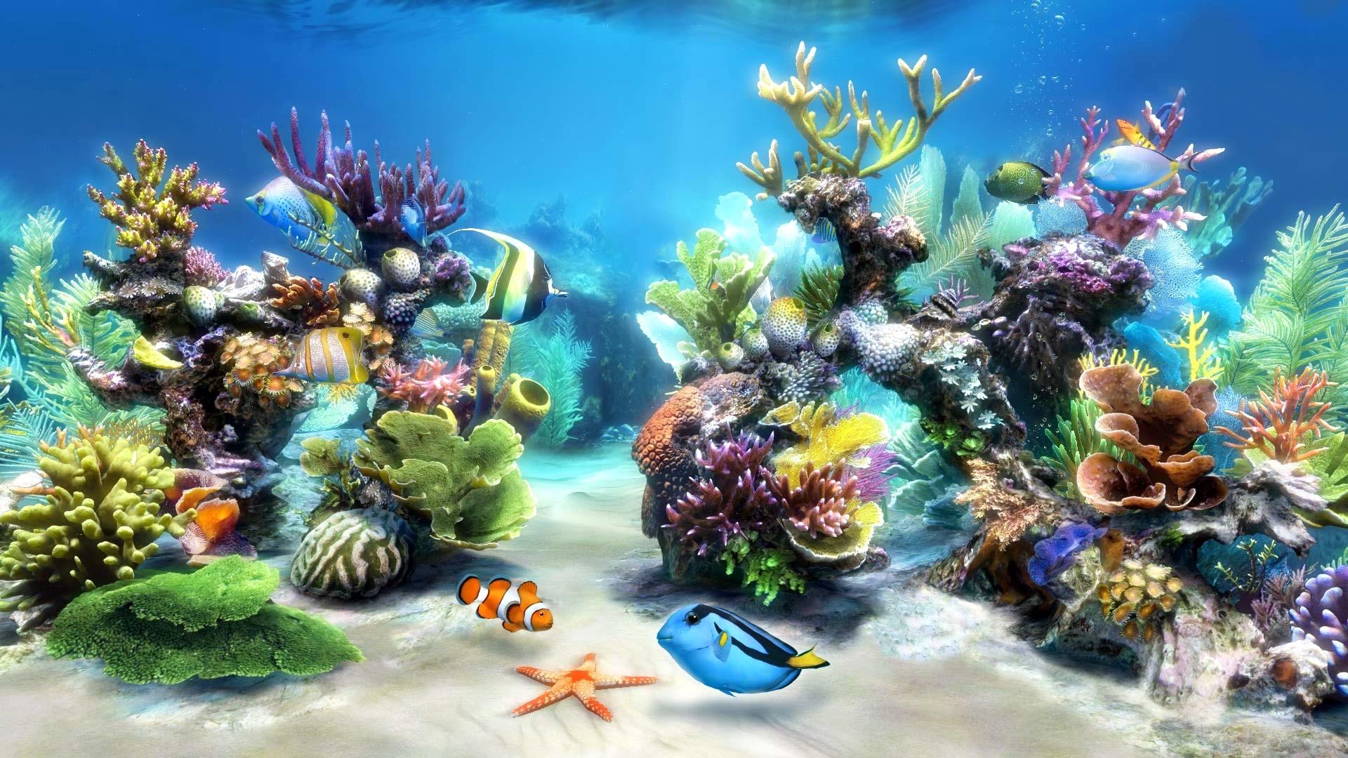 fond d'écran en direct hd,biologie marine,récif,récif de corail,poissons de récifs coralliens,sous marin