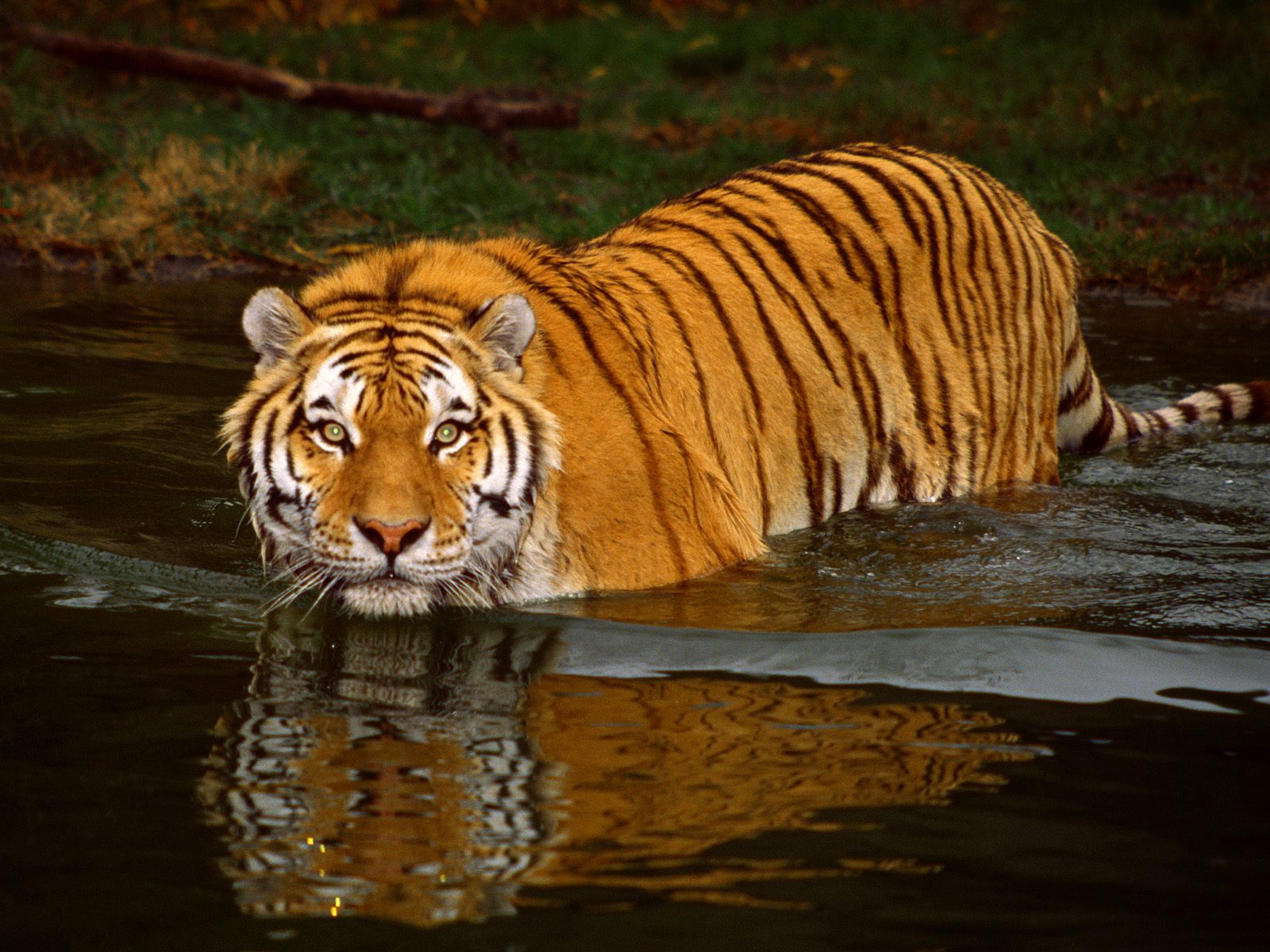 虎のhdの壁紙,虎,野生動物,ベンガルトラ,シベリアンタイガー,陸生動物