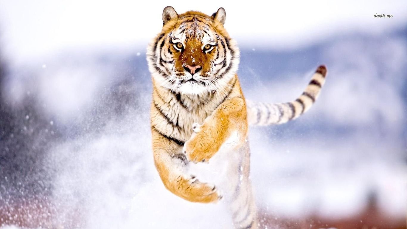 tiger hd wallpaper,bengalischer tiger,tierwelt,felidae,sibirischer tiger,schnurrhaare