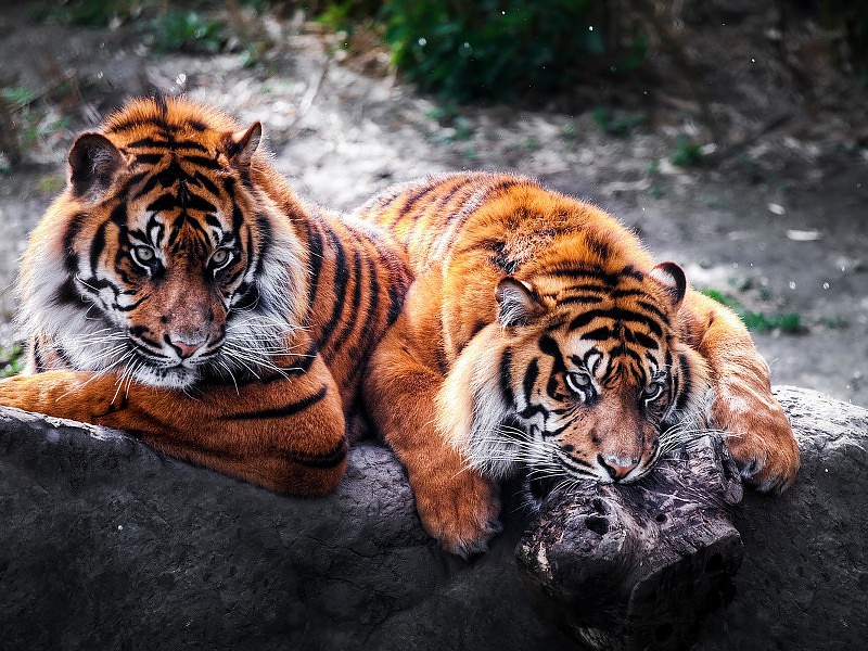 tigre fond d'écran hd,tigre,faune,tigre du bengale,animal terrestre,tigre de sibérie