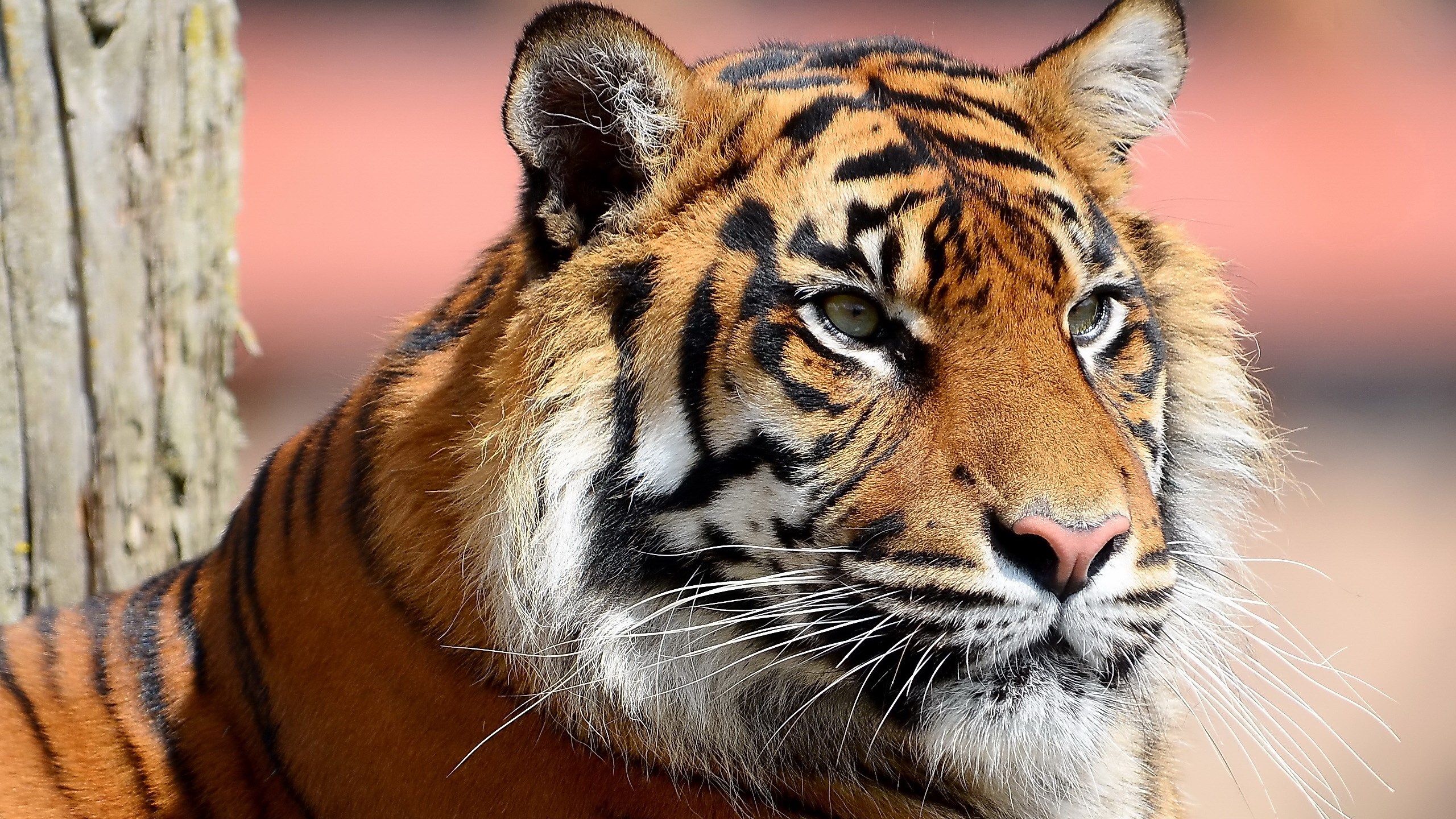 tiger hd wallpaper,tiger,tierwelt,landtier,bengalischer tiger,schnurrhaare