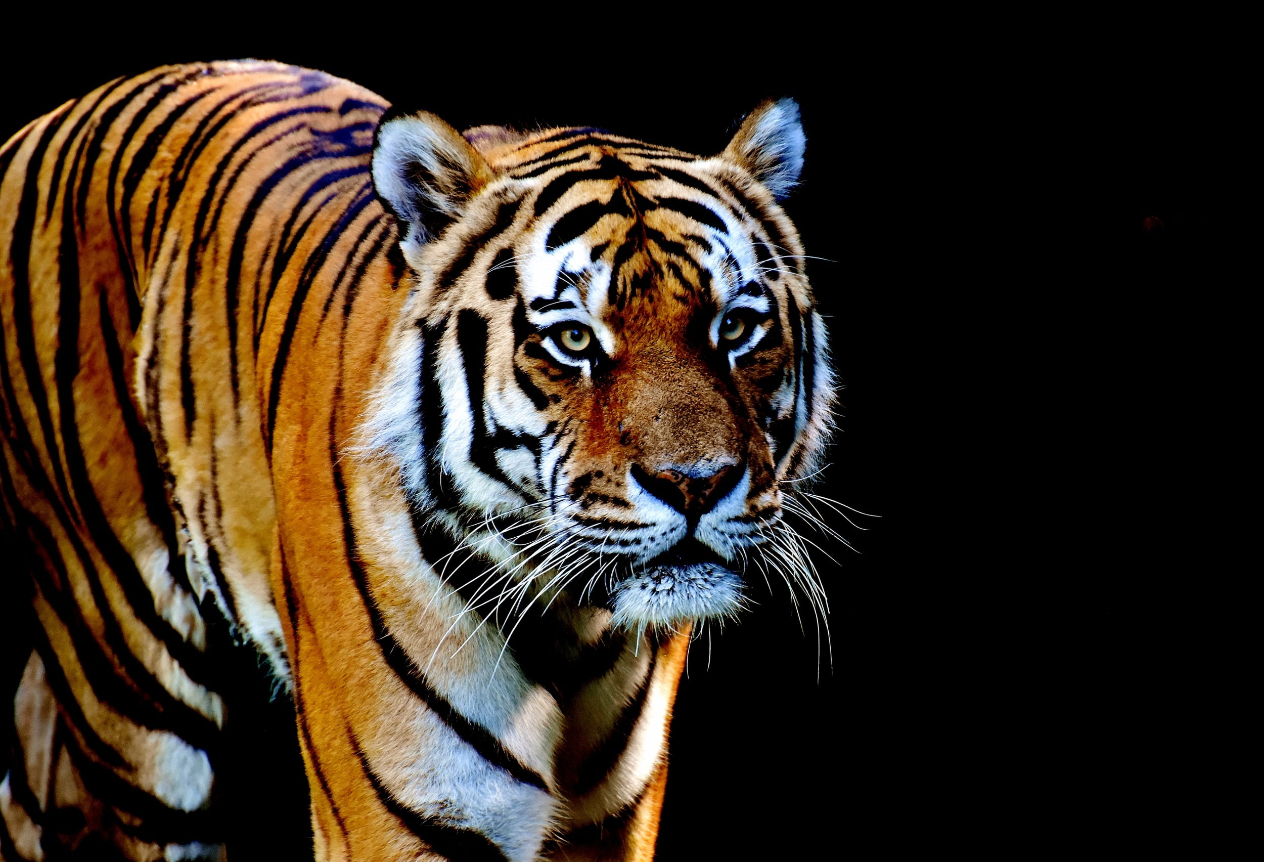 tiger hd wallpaper,tiger,mammal,wildlife,vertebrate,bengal tiger