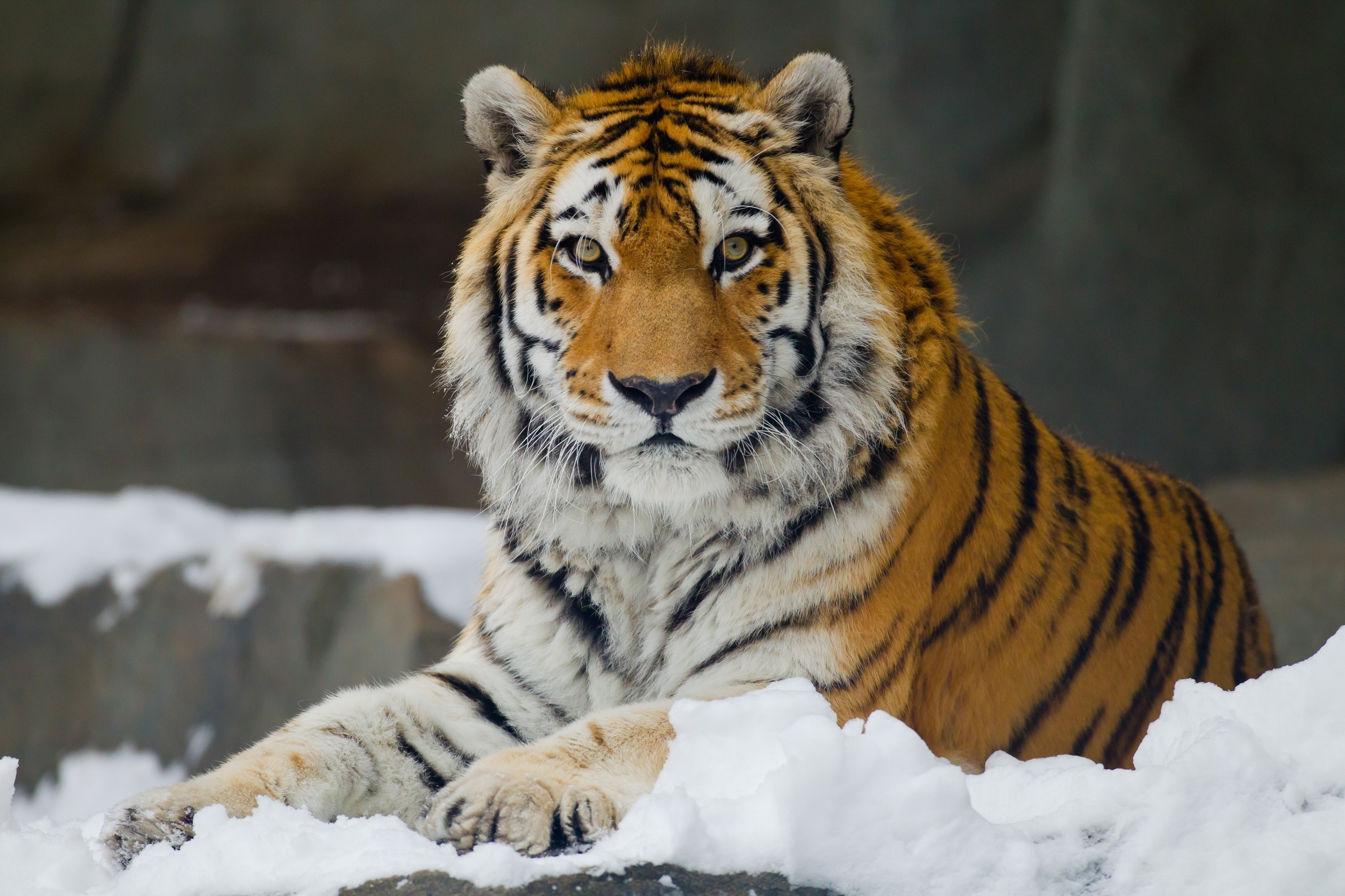 虎のhdの壁紙,虎,野生動物,ベンガルトラ,シベリアンタイガー,ネコ科