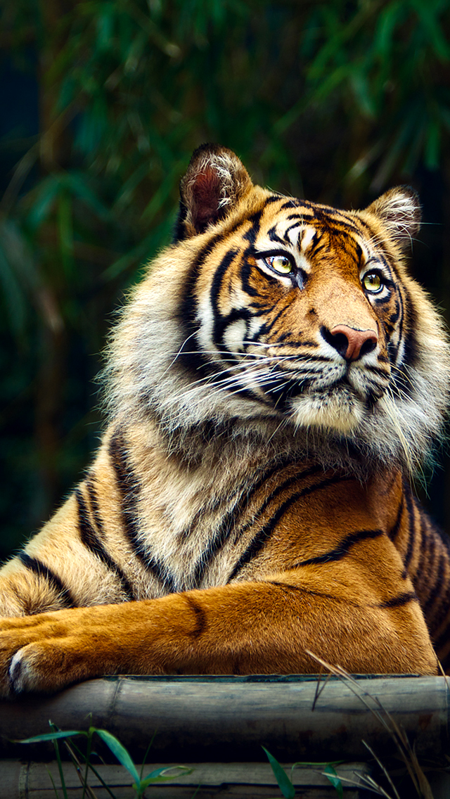 tigre hd wallpaper,tigre,natura,tigre del bengala,animale terrestre,tigre siberiana