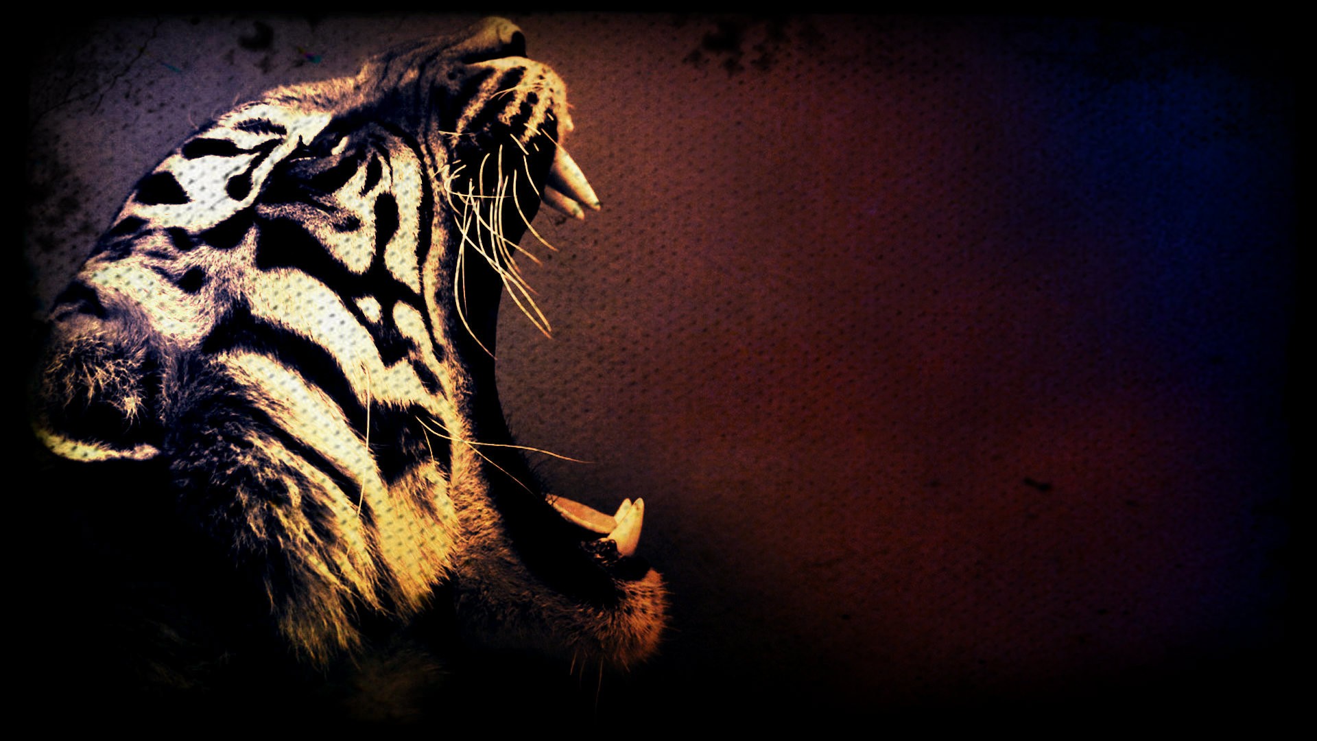 tigre fond d'écran hd,tigre du bengale,félidés,faune,rugir,gros chats