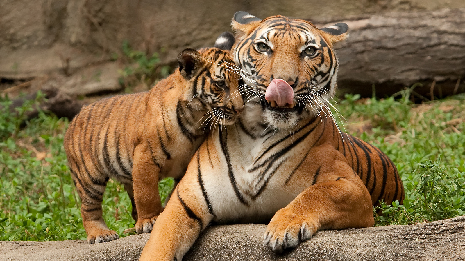tigre fond d'écran hd,tigre,faune,animal terrestre,tigre du bengale,félidés