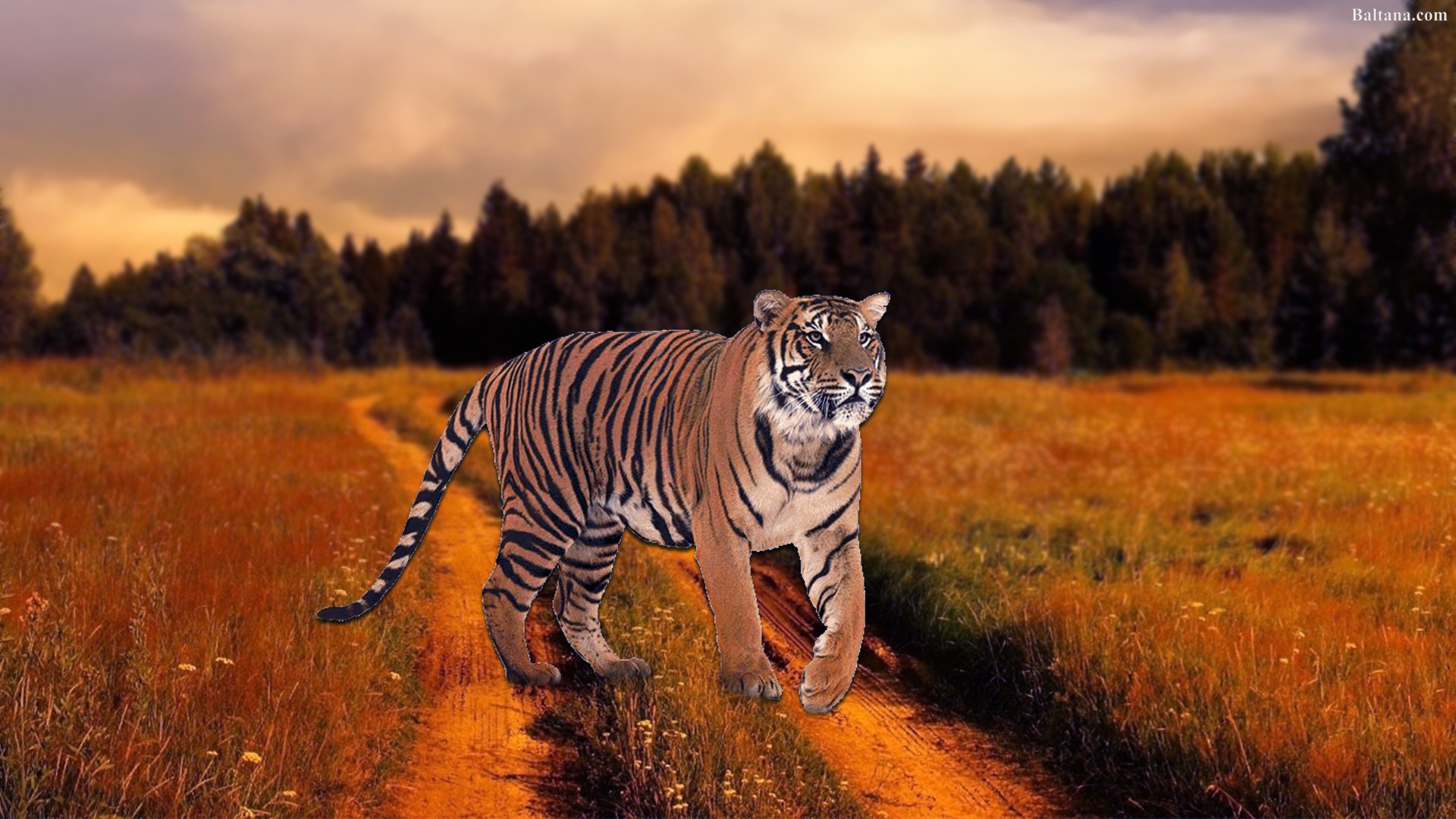 tigre fondo de pantalla hd,fauna silvestre,tigre,tigre de bengala,animal terrestre,felidae