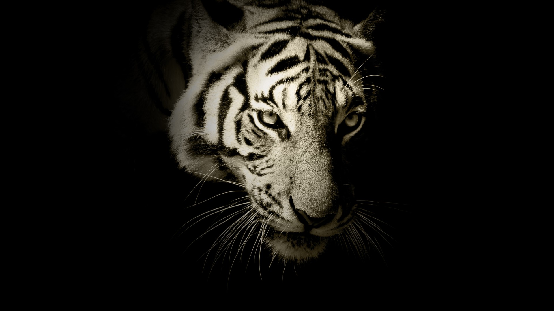 tigre hd wallpaper,tigre,natura,tigre del bengala,barba,felidae
