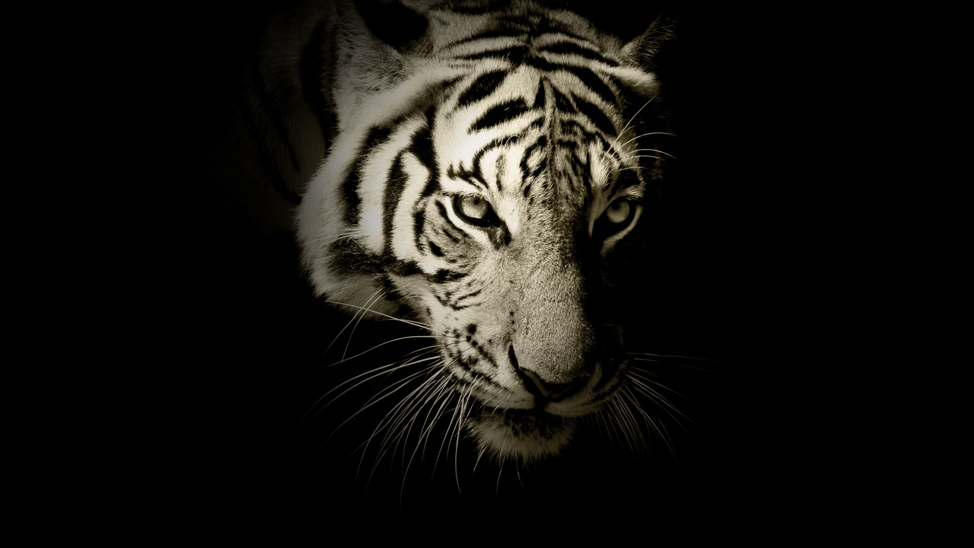 Tiger Wallpaper Black And White- WallpaperUse