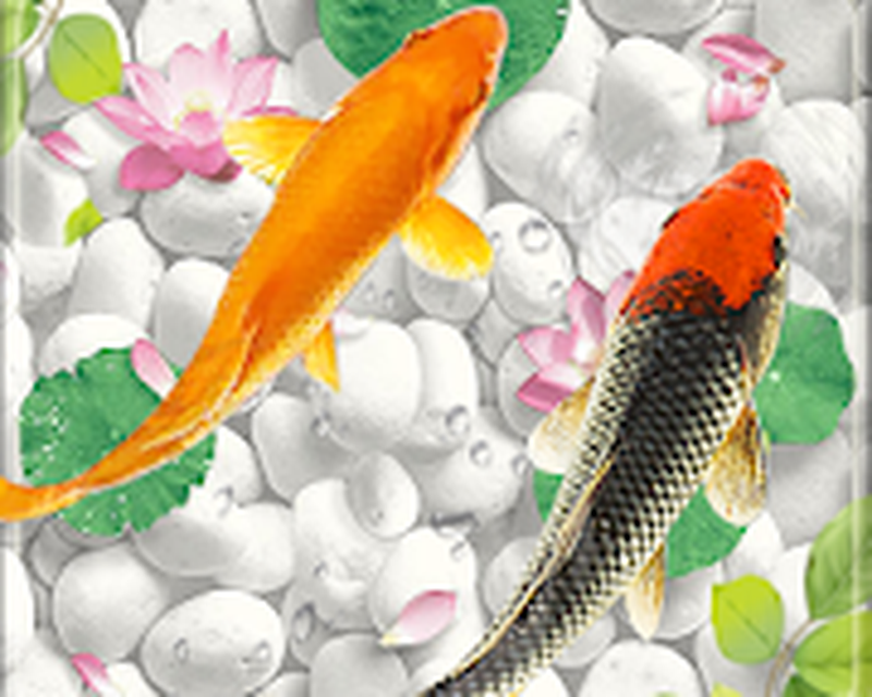 live wallpaper gratis,koi,pesce,pesce,pesce alimentatore,stagno