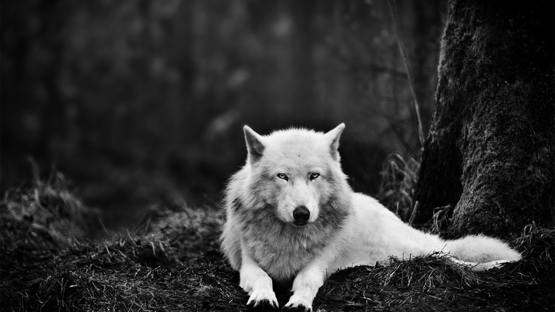 live wallpaper free,vertebrate,mammal,canidae,white,canis lupus tundrarum