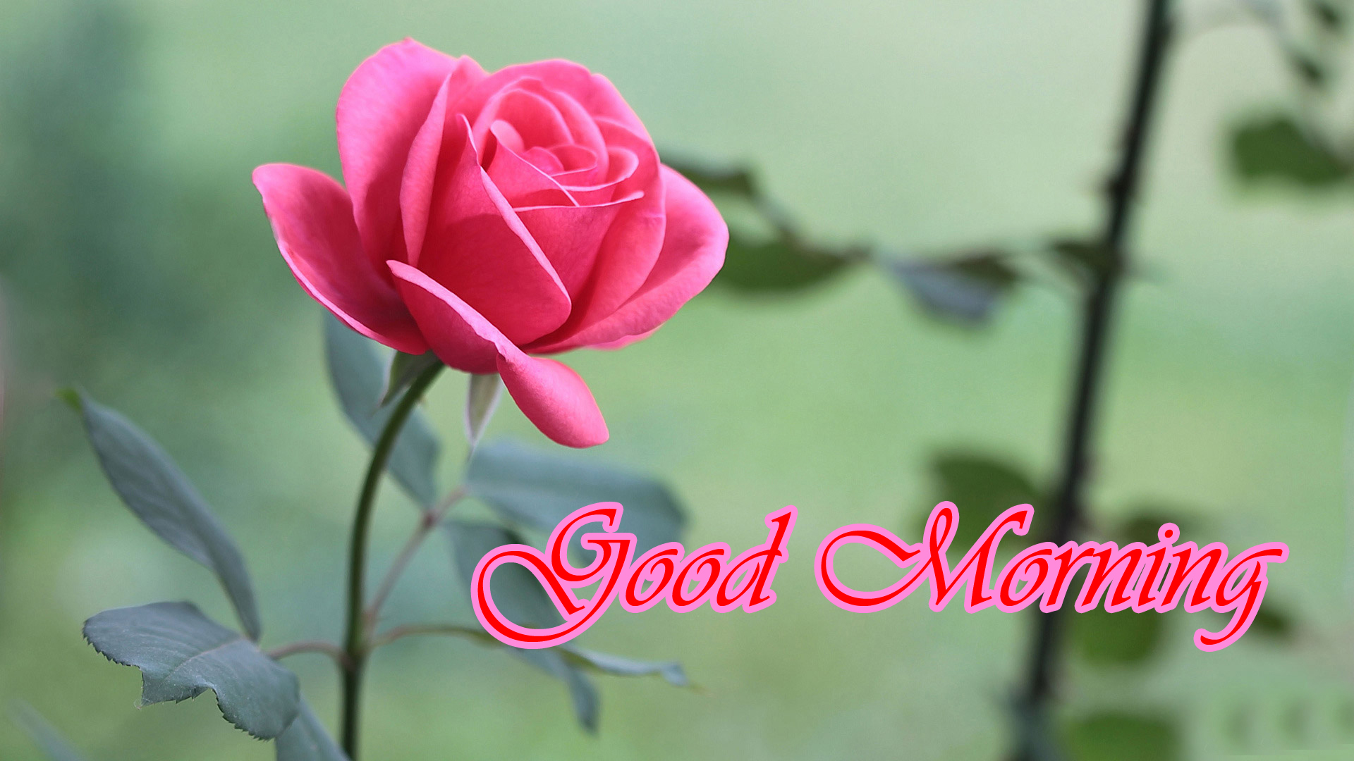 good morning hd wallpaper,flower,flowering plant,garden roses,petal,pink