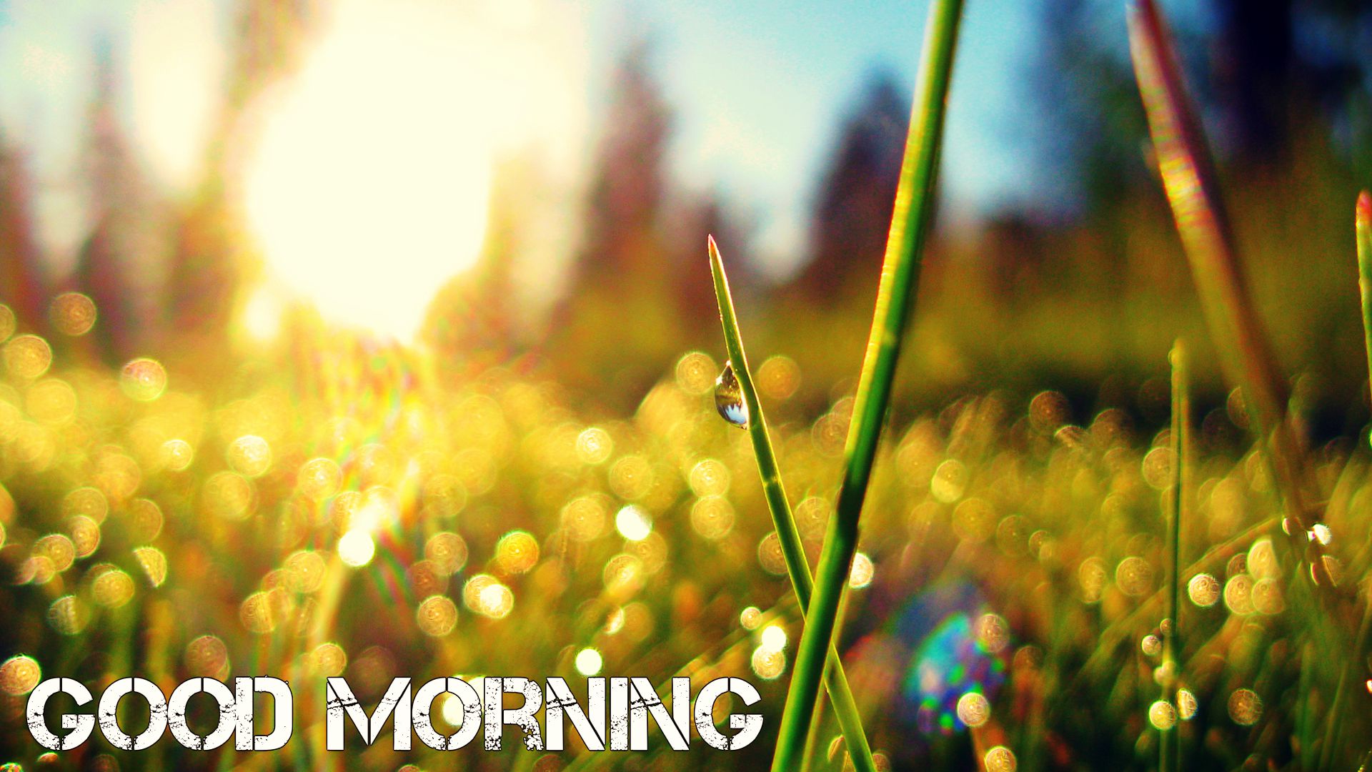 좋은 아침의 hd 벽지,자연,잔디,초록,햇빛,매크로 사진