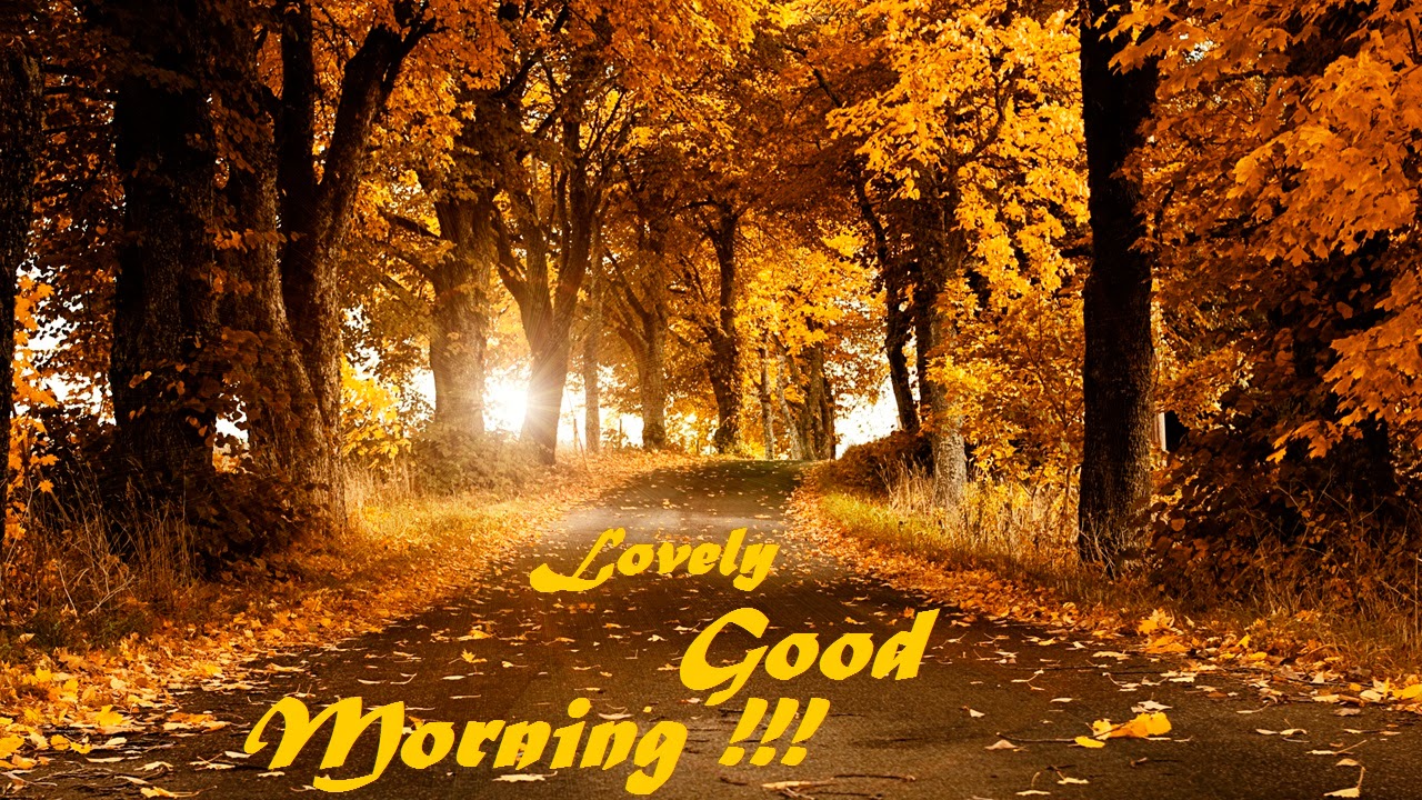 buongiorno hd wallpaper,paesaggio naturale,natura,albero,autunno,mattina