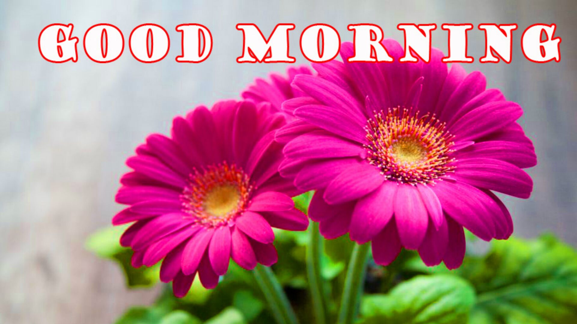おはようのhdの壁紙,花,開花植物,バーバートンデイジー,ガーベラ,花弁