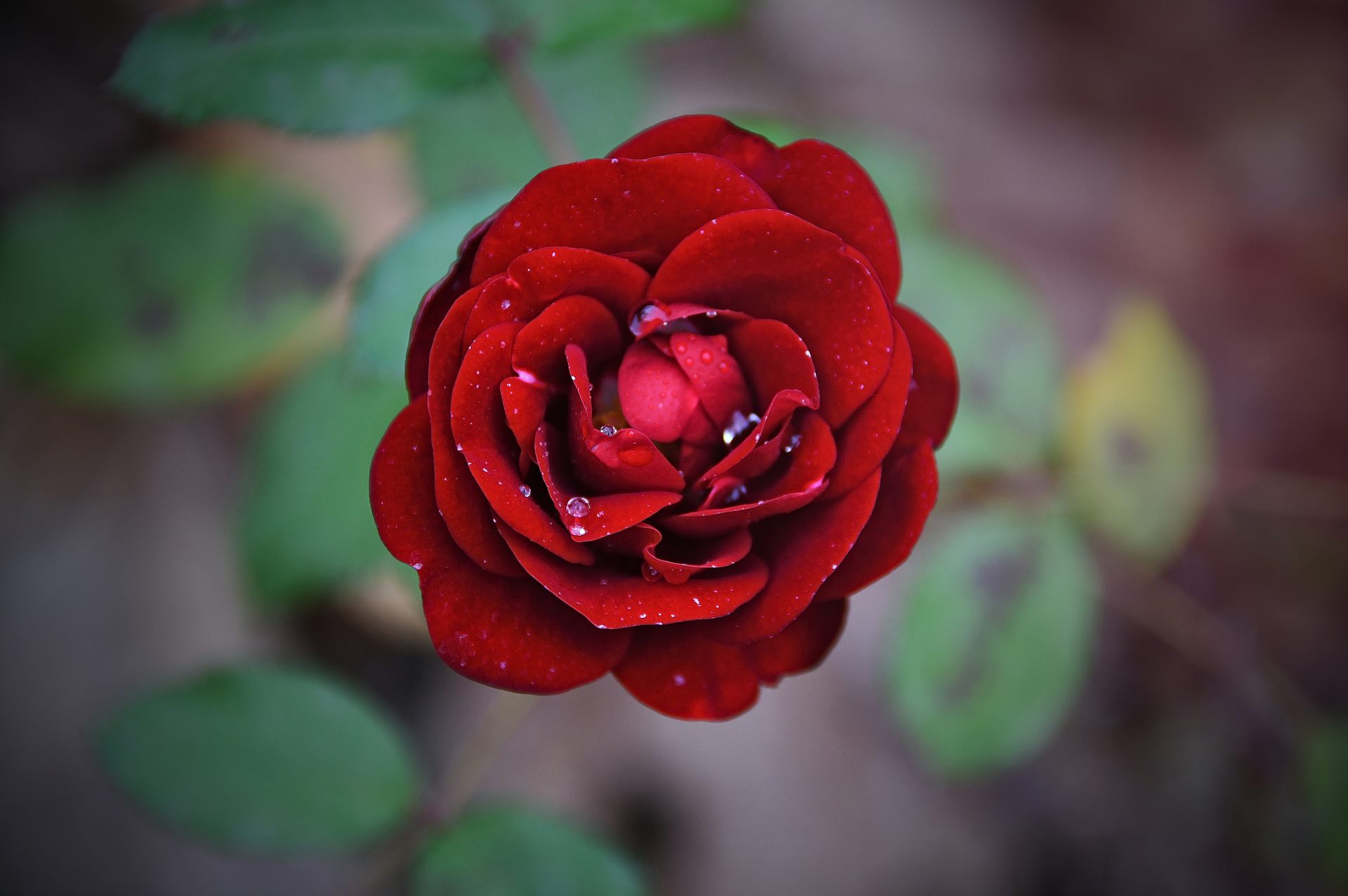 good morning wallpaper download,flower,flowering plant,red,petal,garden roses