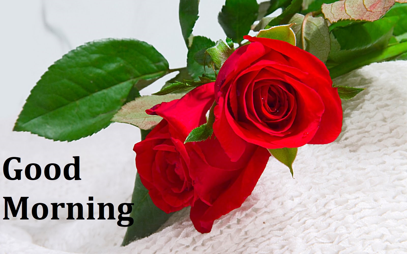 good morning wallpaper download,flower,garden roses,flowering plant,red,rose