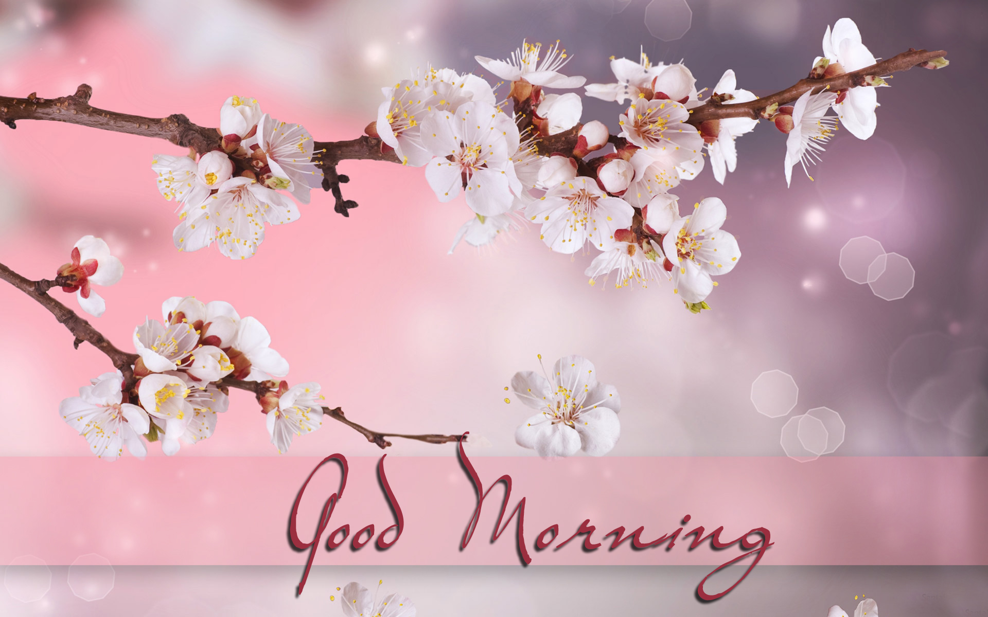 좋은 아침 벽지 다운로드,꽃,꽃,봄,벚꽃,식물