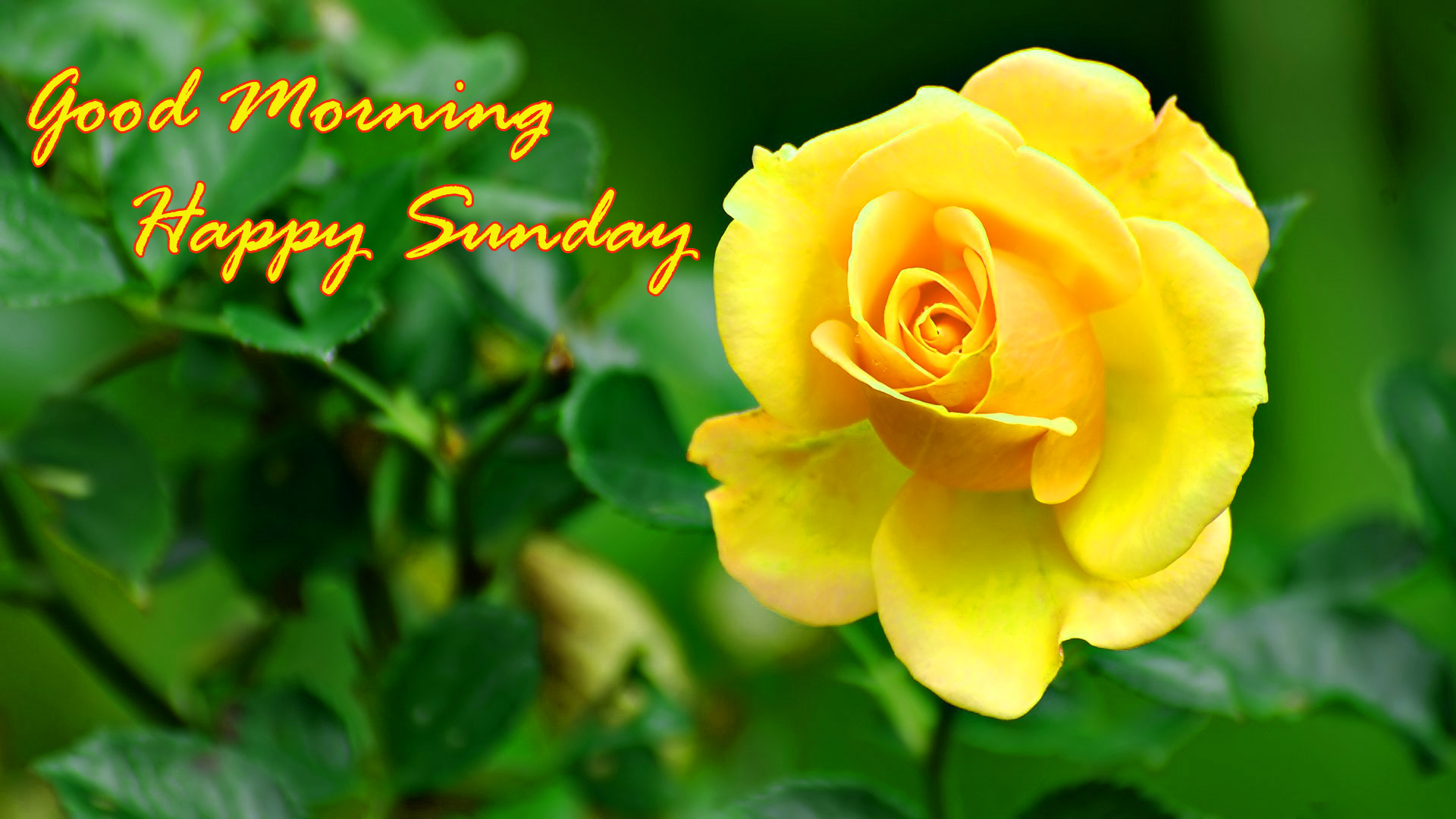 good morning wallpaper download,flower,flowering plant,julia child rose,petal,yellow