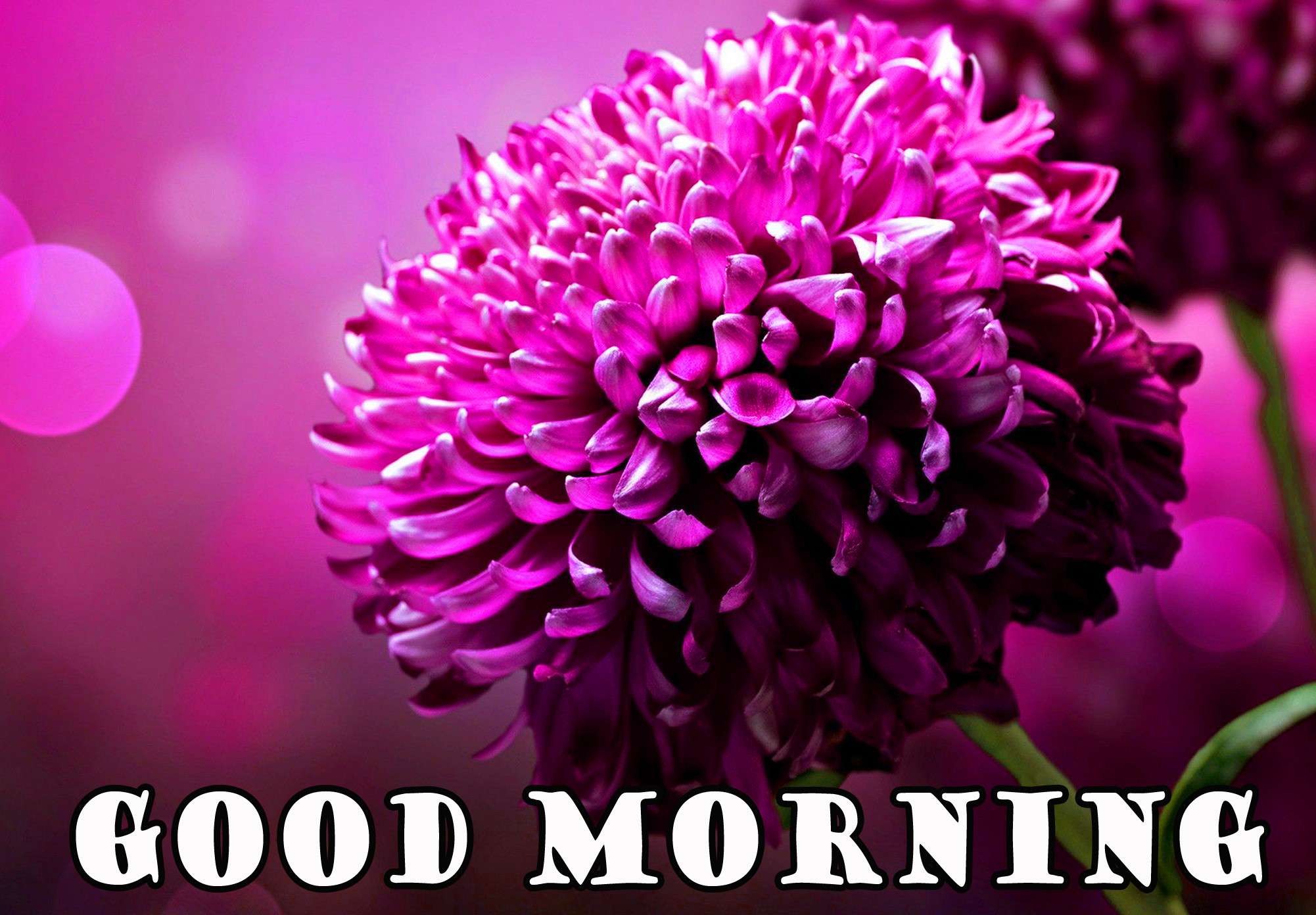 good morning wallpaper download,flower,flowering plant,plant,pink,purple