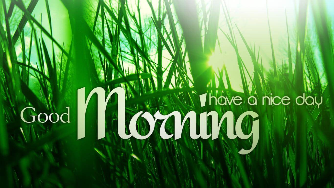 good morning wallpaper download,green,nature,grass,vegetation,plant