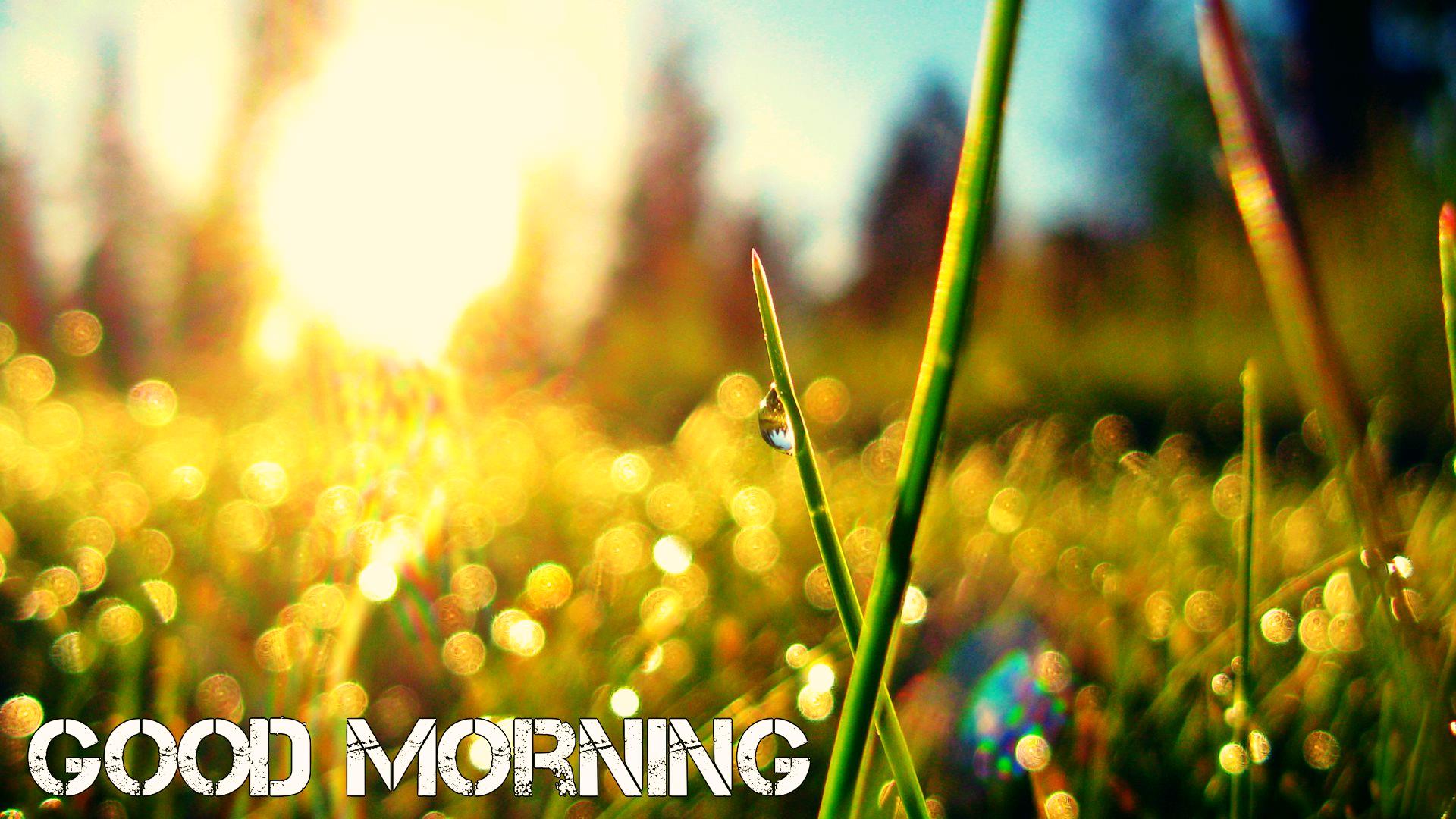 good morning wallpaper download,people in nature,nature,grass,green,light