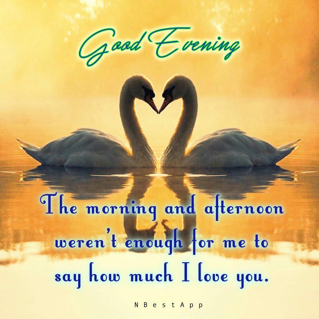 good evening wallpaper,swan,water bird,text,morning,ducks