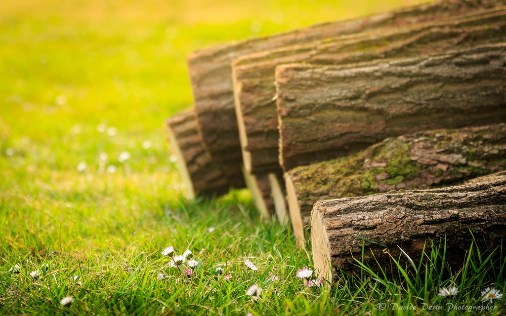 guten abend tapete,natur,gras,grün,holz,natürliche landschaft