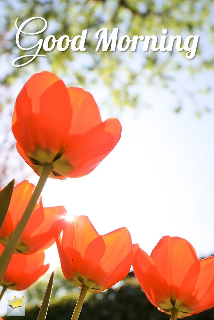 morning wallpaper,flower,petal,red,natural landscape,tulip