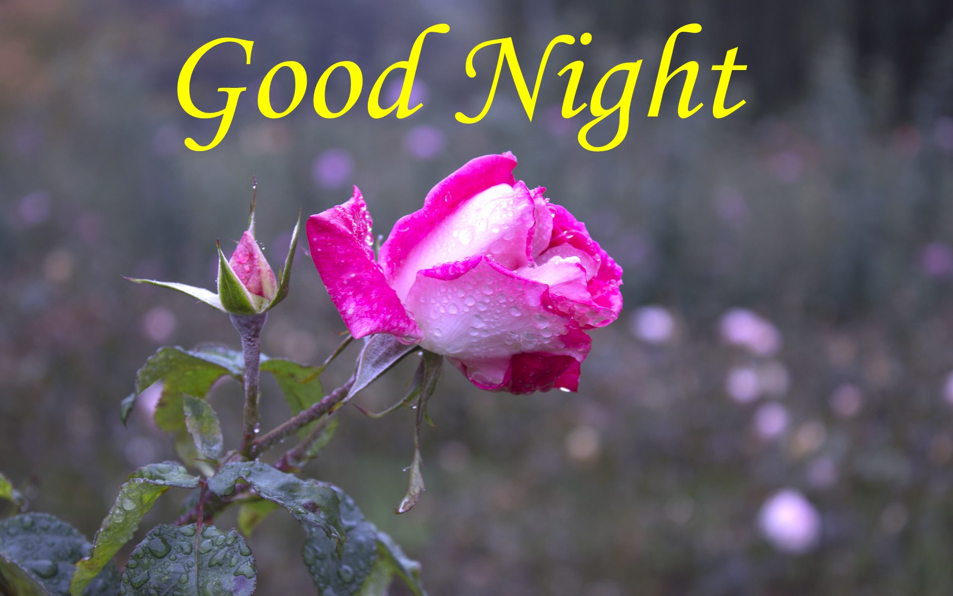 good night wallpaper hd,flower,flowering plant,petal,pink,plant