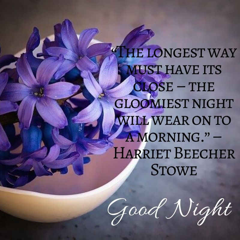 good night wallpaper hd,purple,violet,flower,text,petal