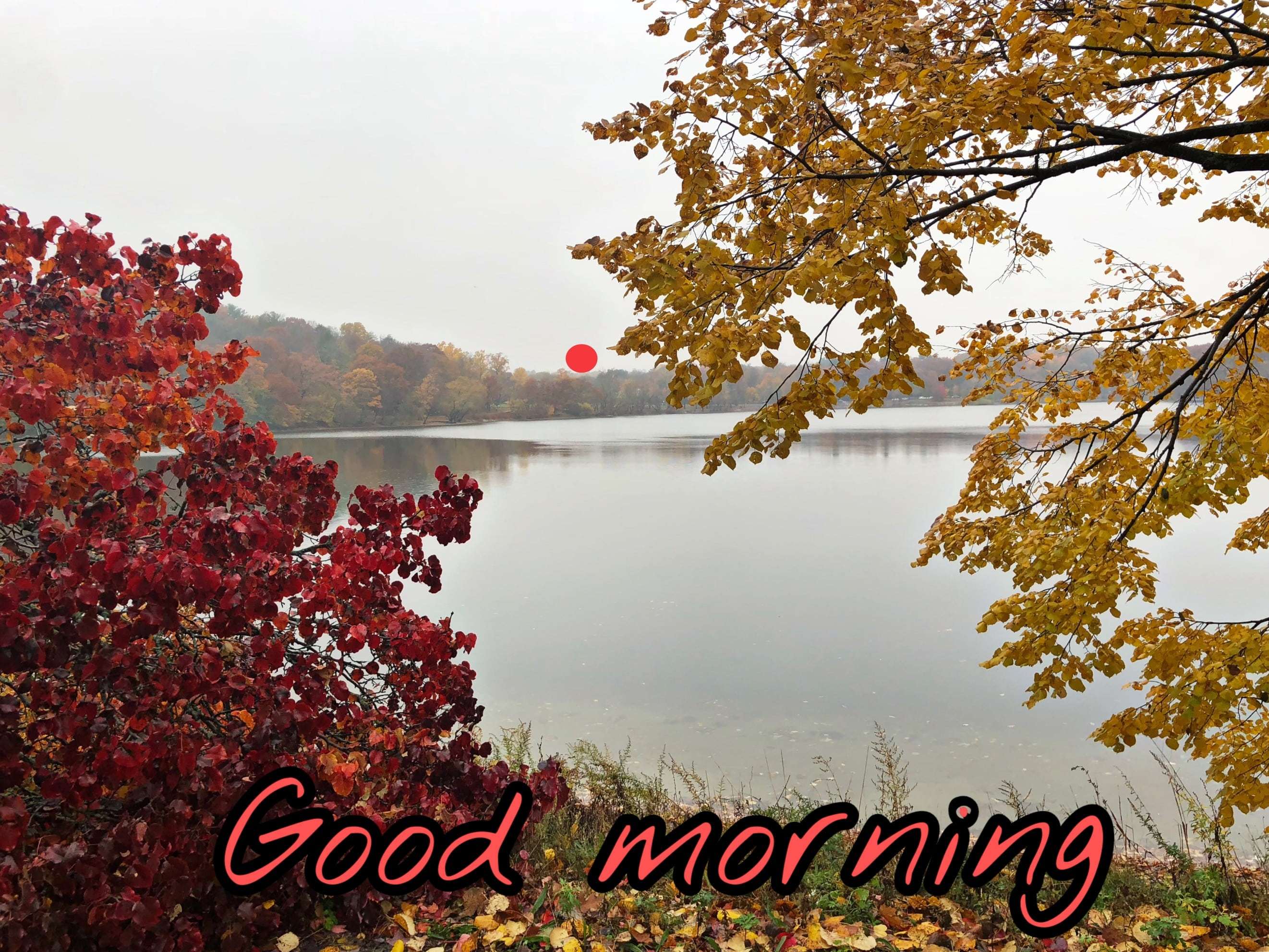 morgentapete,natürliche landschaft,natur,baum,blatt,himmel