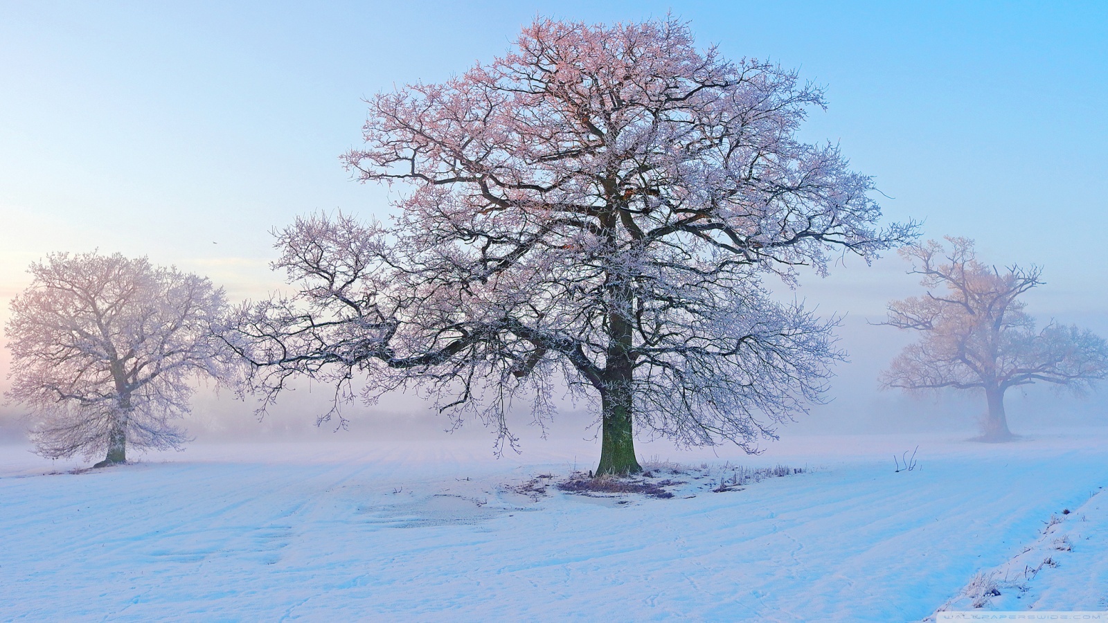 朝の壁紙,冬,雪,木,自然の風景,霜
