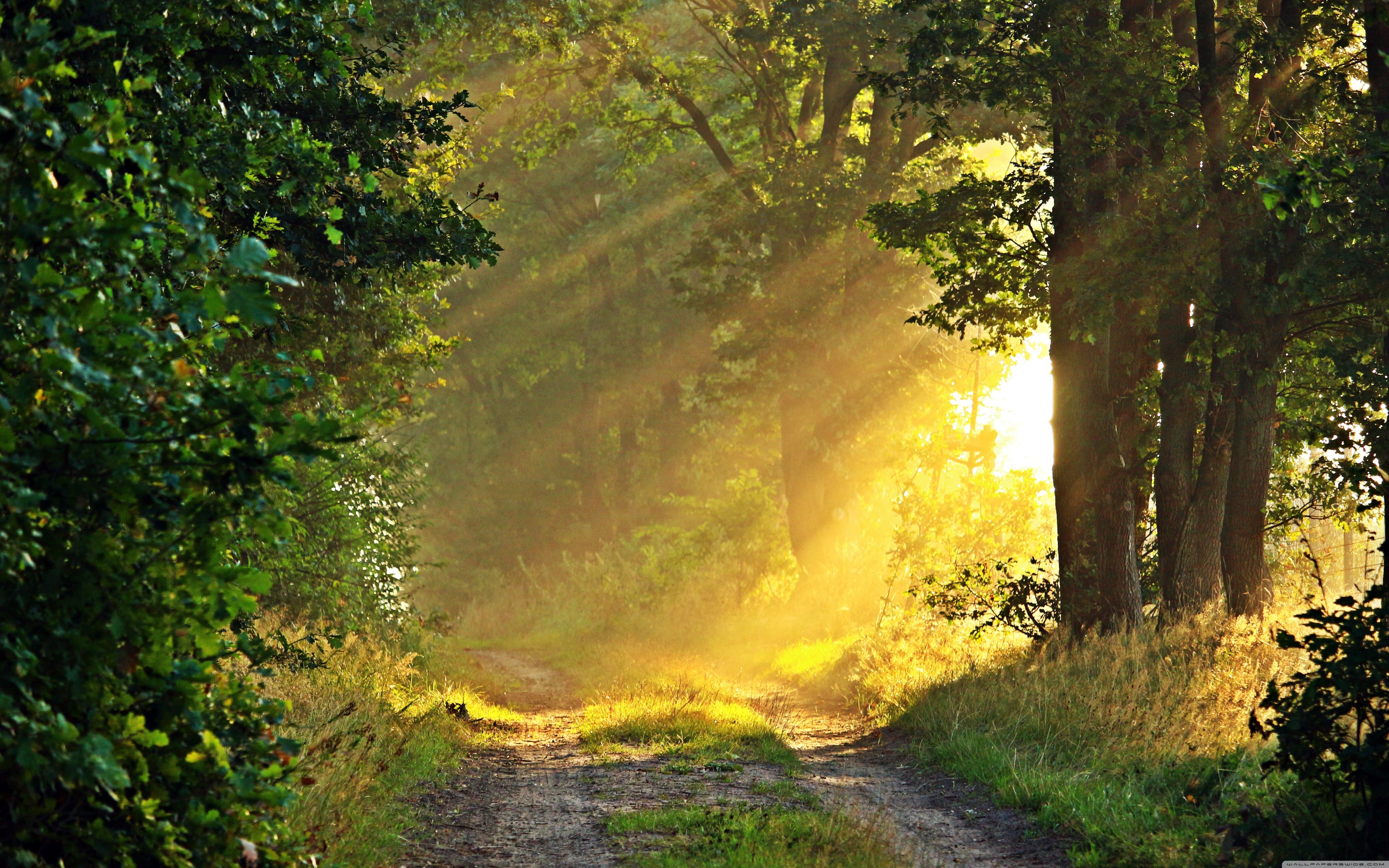 fondo de pantalla de la mañana,paisaje natural,naturaleza,luz del sol,árbol,ligero