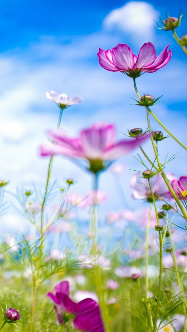 fondo de pantalla para android móvil,flor,planta floreciendo,planta,pétalo,naturaleza