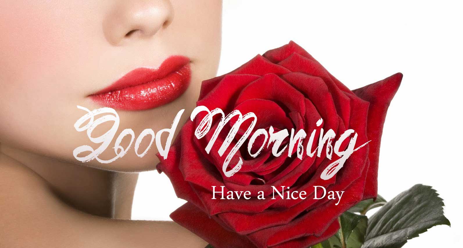 morning wallpaper,lip,red,skin,garden roses,rose